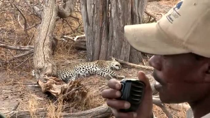 博茨瓦纳，狩猎向导在广播中讲话，背景是一只豹子