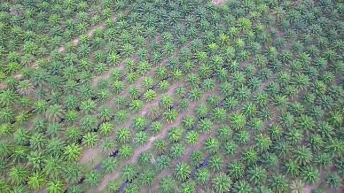 泰国棕榈油种植园的鸟瞰图