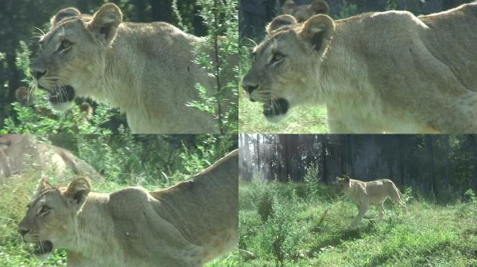 狮狮子野外动物园狮子