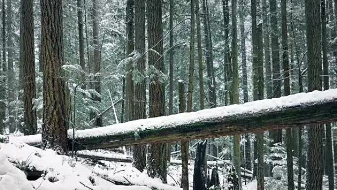 在雪地里走过倒下的树