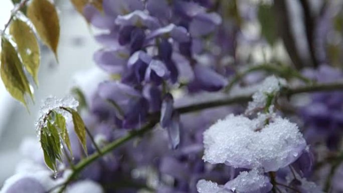 特写: 春天极端寒冷的天气下，雪落在令人惊叹的丁香灌木丛上