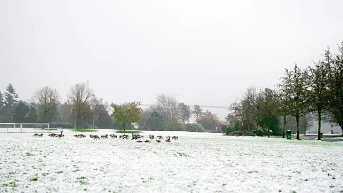 鸭子在白雪覆盖的公园上行走