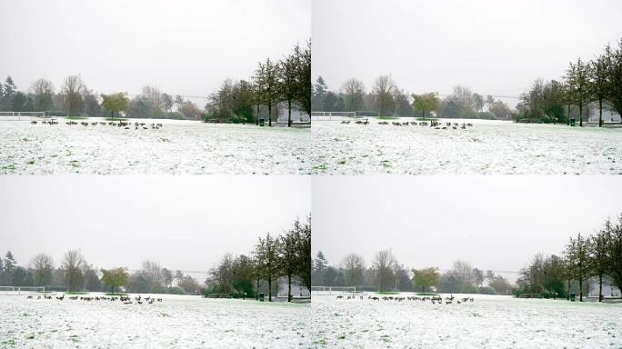 鸭子在白雪覆盖的公园上行走