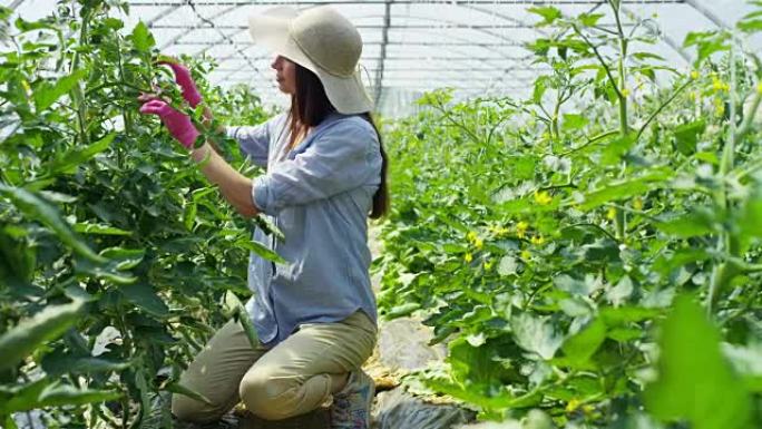 一个戴着草帽和橡胶粉红色手套的美丽女孩，检查温室中的蔬菜。概念: 生物产品，天然产品，新鲜，美味，水