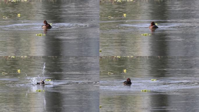 白眼潜鸭在湿地洗澡