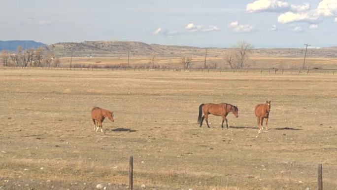 特写: 一群马在偏远牧场的广阔牧场上放牧干草