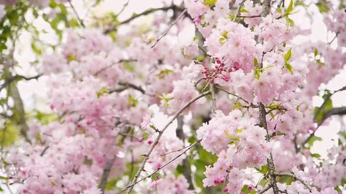 垂枝樱桃树的开花