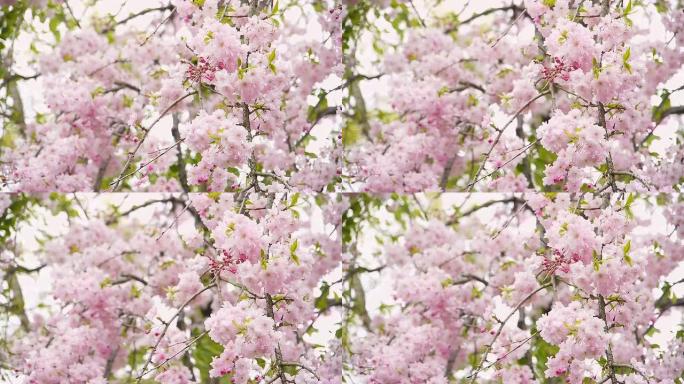 垂枝樱桃树的开花