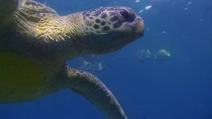 绿海龟清澈水底捕捞水族