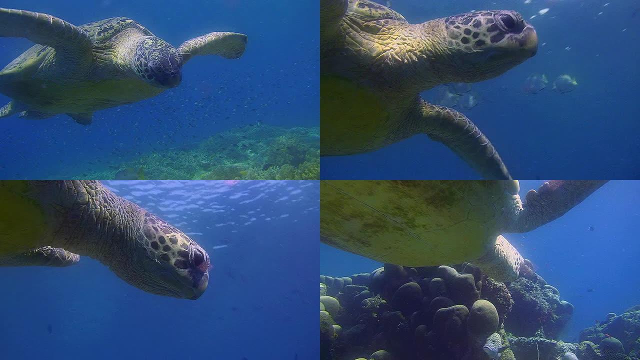 绿海龟清澈水底捕捞水族