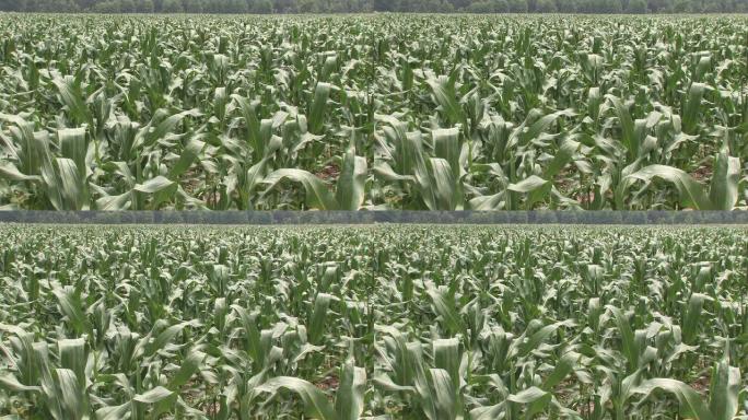 微风中的玉米地