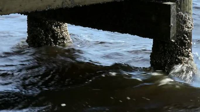 藤壶侵蚀破坏海水贝类