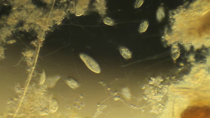 微生物-复制空间微生物单细胞生物