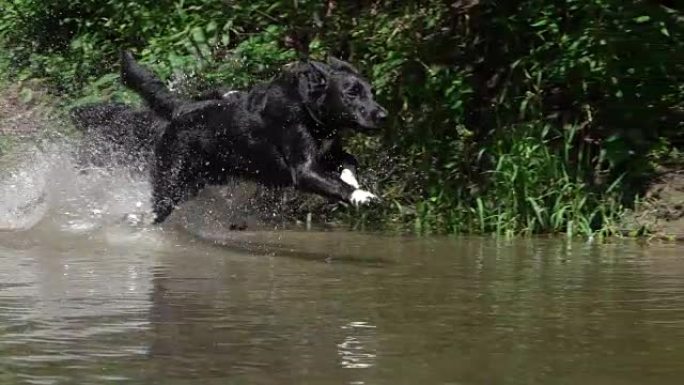 慢动作关闭黑色外套的狗在森林溪流中嬉戏地奔跑。