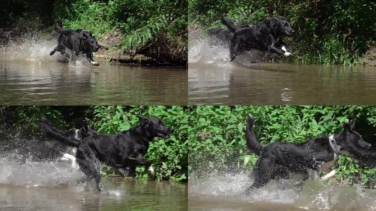 慢动作关闭黑色外套的狗在森林溪流中嬉戏地奔跑。