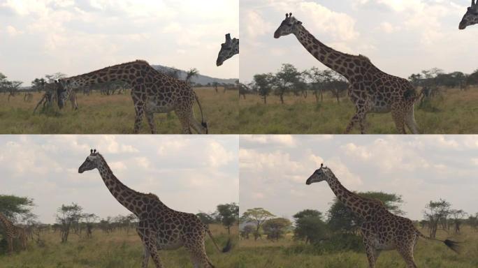 特写: 高大的长颈鹿在非洲大草原荒野中漫游，吐口水