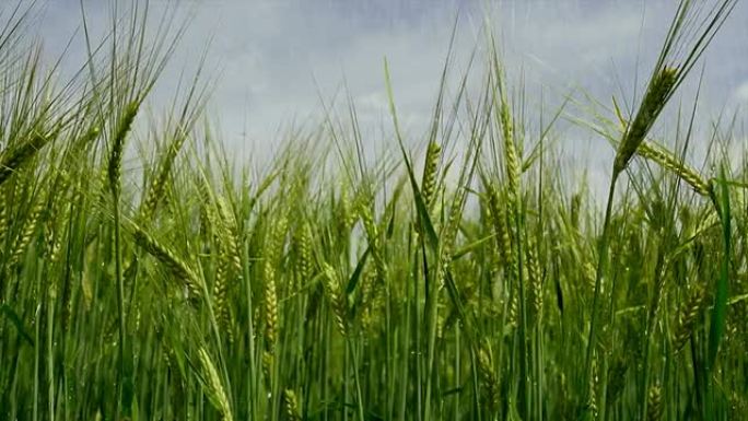 大麦灌溉跟踪镜头