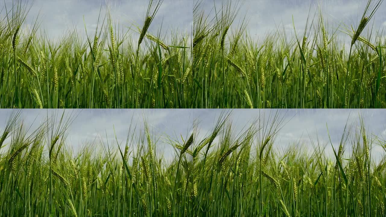 大麦灌溉跟踪镜头