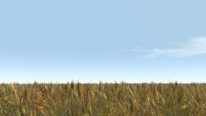 在一个晴朗的日子里，风吹过麦田