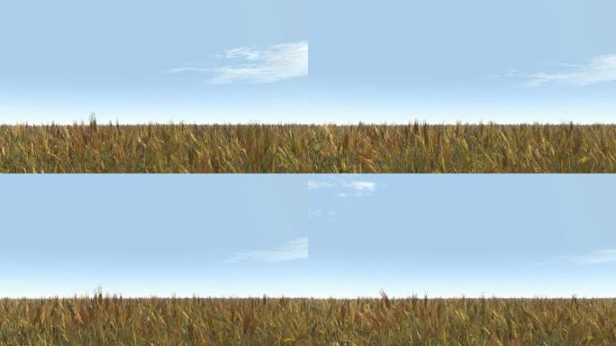 在一个晴朗的日子里，风吹过麦田