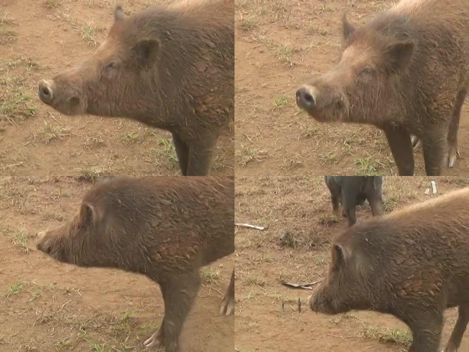 猪嗅探器猪嗅探器养猪