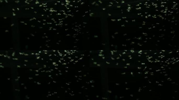 蜉蝣（蜉蝣目）：HD