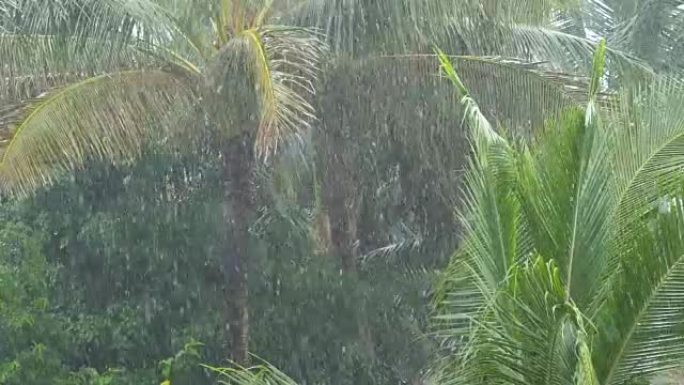 慢动作: 季风雨水淹没高耸的棕榈树在风中飘扬。