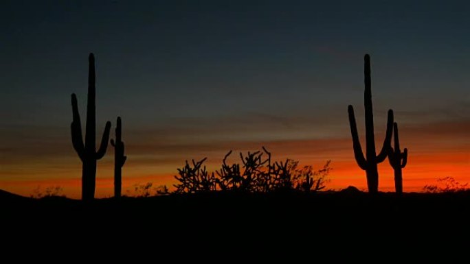 亚利桑那州沙漠红色日落天空下美丽的仙人掌轮廓