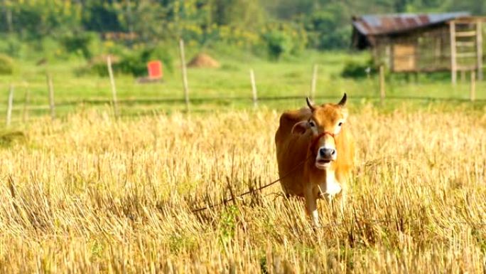 田野里的棕色母牛