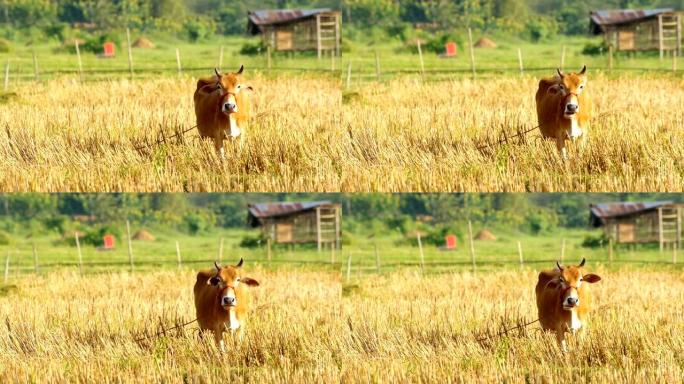 田野里的棕色母牛