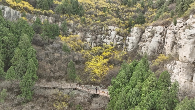 济南佛慧山连翘花开