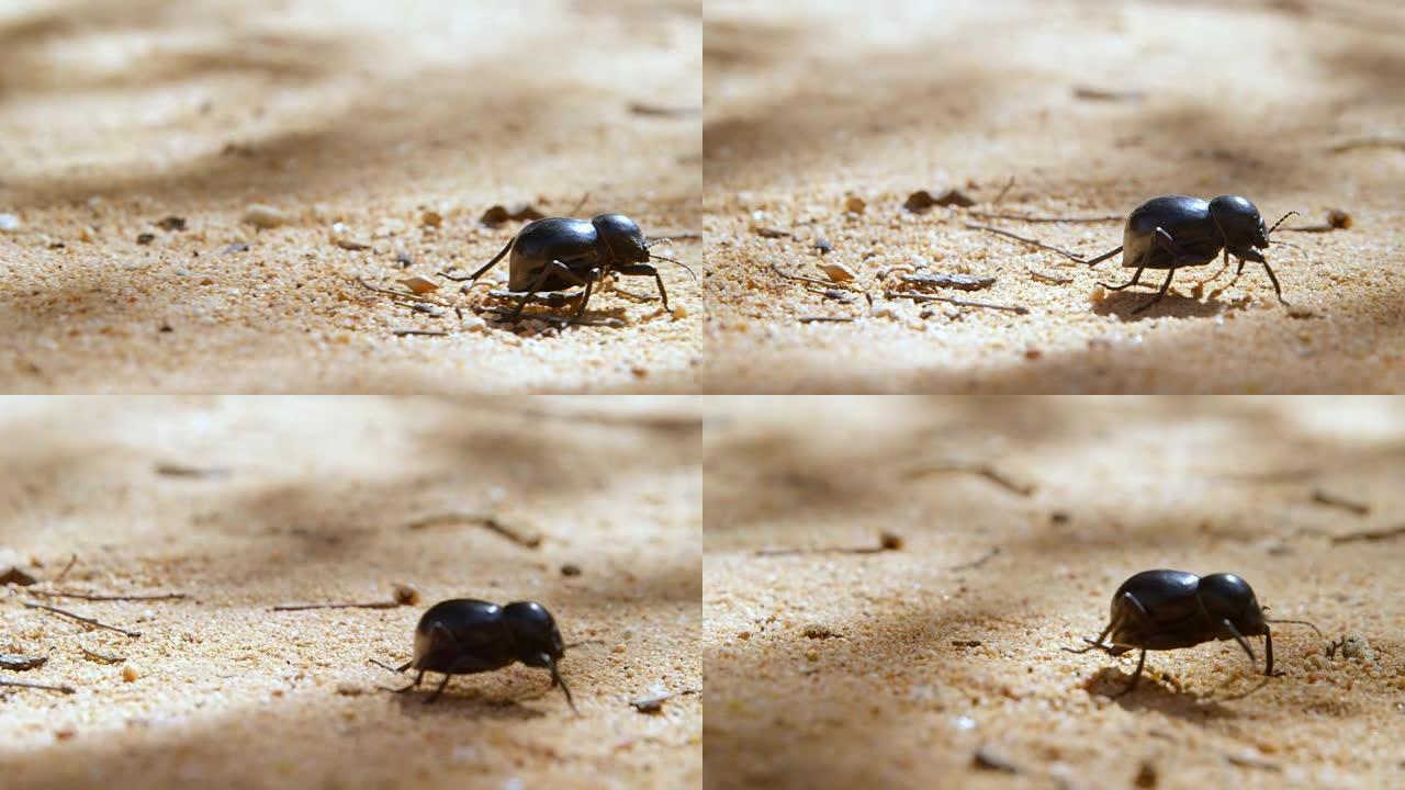 甲虫在沙滩上爬行4k