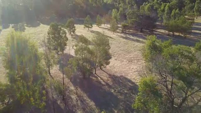 无人机飞过澳大利亚丛林中跳跃的袋鼠