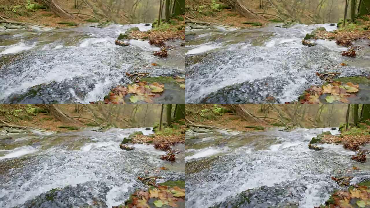 斯洛文尼亚秋天的树林中涌出的水流