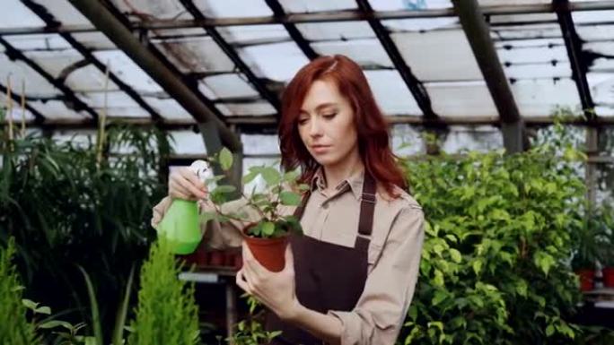 穿着围裙的年轻女园丁在温室里工作时正在给盆栽植物浇水并检查树叶。职业、种花、职场和人的概念。