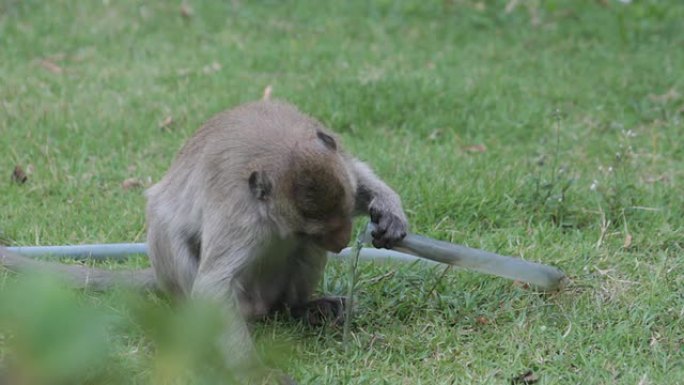 猴子在草地上用橡胶管喝水