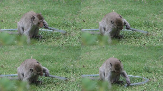 猴子在草地上用橡胶管喝水