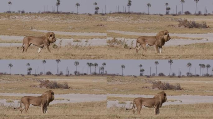 雄狮漫步草原，博茨瓦纳