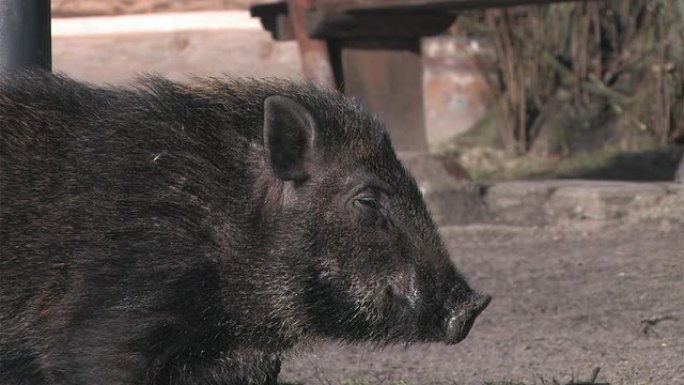 野猪