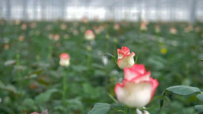 白色和粉红色玫瑰上的移动镜头表明要开花。