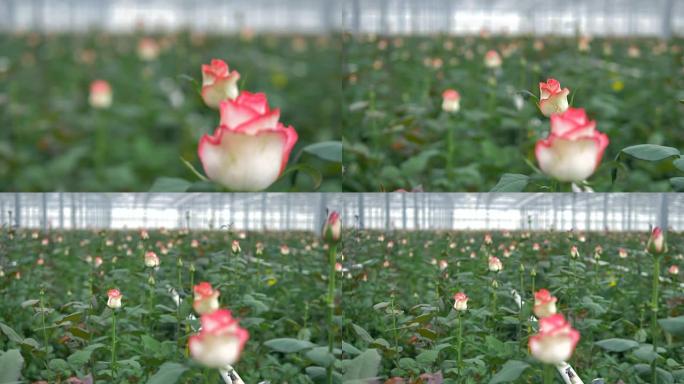 白色和粉红色玫瑰上的移动镜头表明要开花。