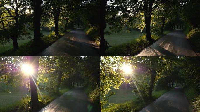 慢动作: 森林道路上的太阳耀斑