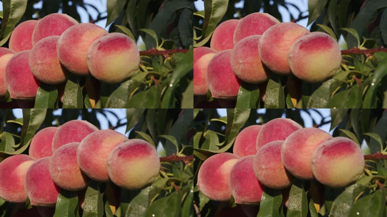 一堆成熟的桃子长在果树上