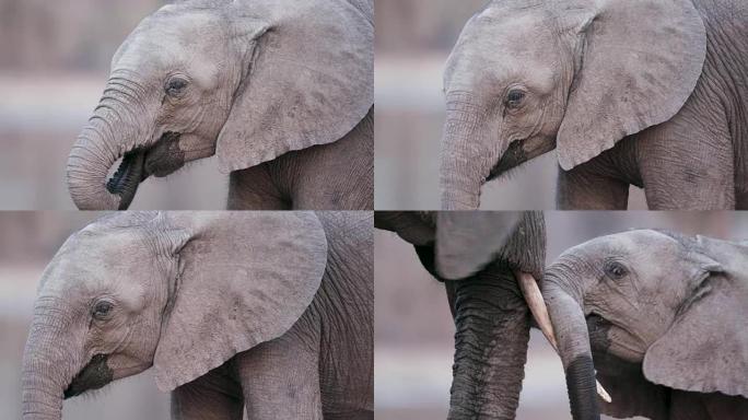 博茨瓦纳特鲁克·奥卡万戈三角洲的大象小牛向母亲打招呼的特写镜头