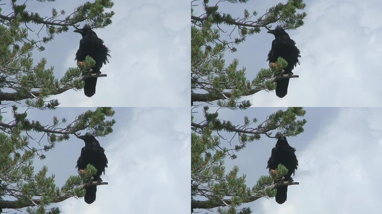 Raven的回复野生动物保护生物生态飞翔