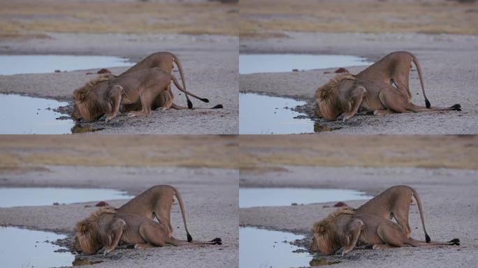 三只雄性狮子在博茨瓦纳的水坑里喝酒