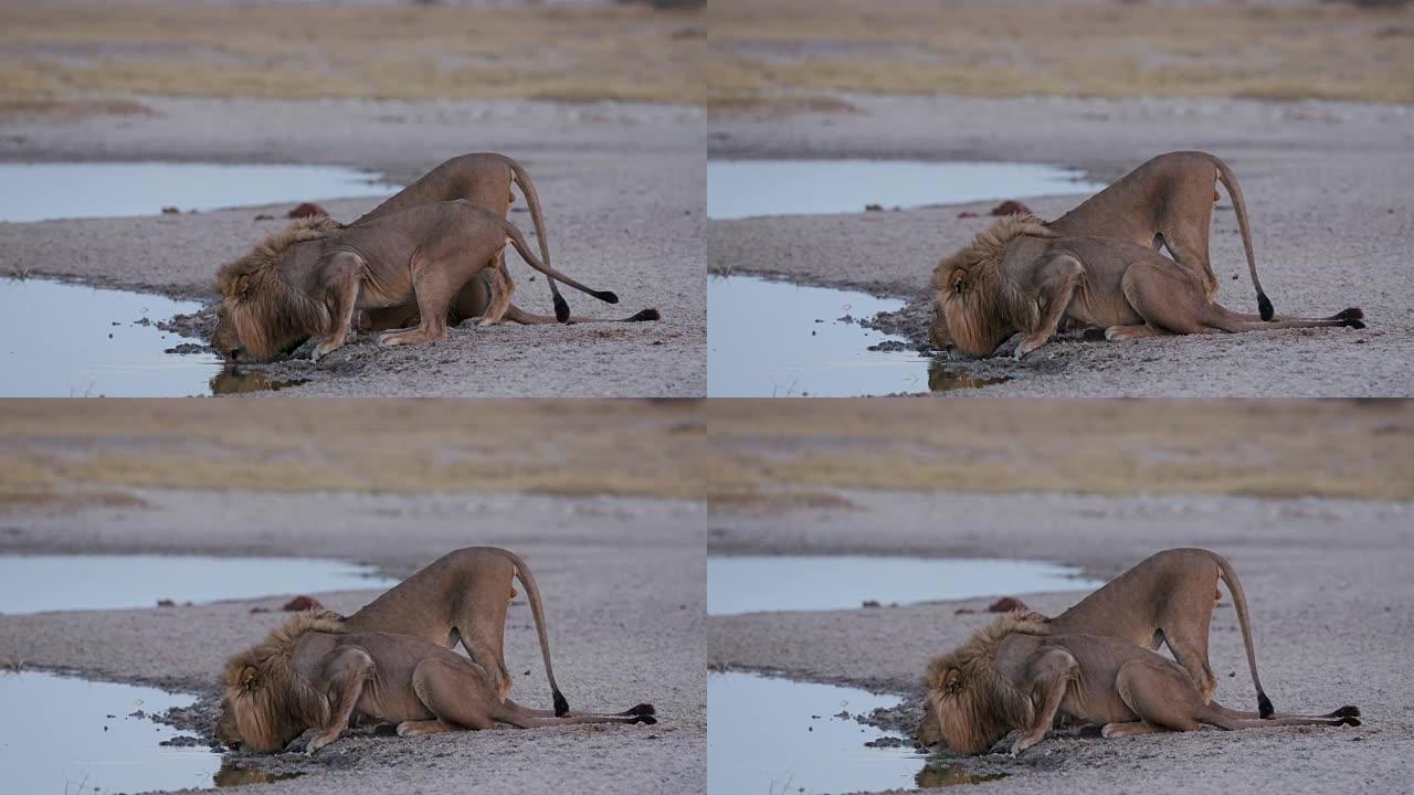 三只雄性狮子在博茨瓦纳的水坑里喝酒