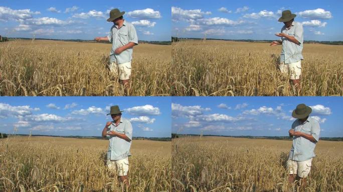 成熟麦田里的农民