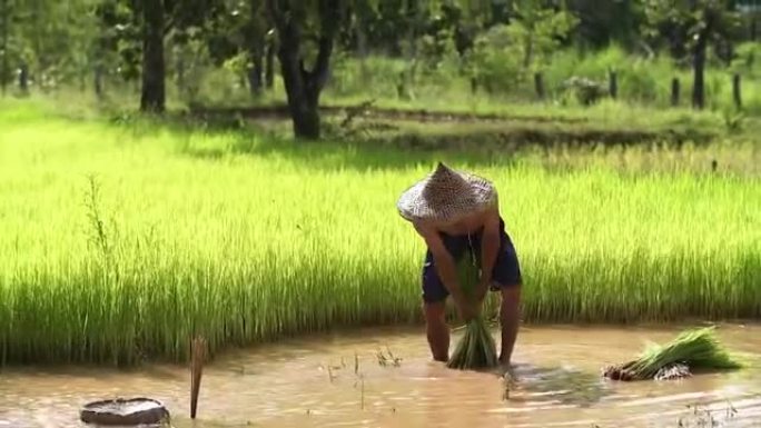 农民在雨季种植水稻。他被水和泥浸泡，准备种植。