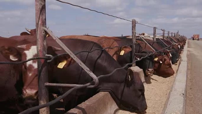 在饲养场中饲喂奶牛的特写跟踪镜头